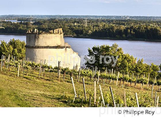 VIGNOBLE  COTES DE BOURG, CORNICHE DE GIRONDE, ESTUAIRE DE LA GIRONDE, BAYON, GIRONDE. (33F37001.jpg)