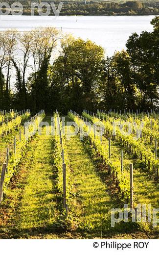 VIGNOBLE  COTES DE BOURG, CORNICHE DE GIRONDE, ESTUAIRE DE LA GIRONDE, BAYON, GIRONDE. (33F37004.jpg)