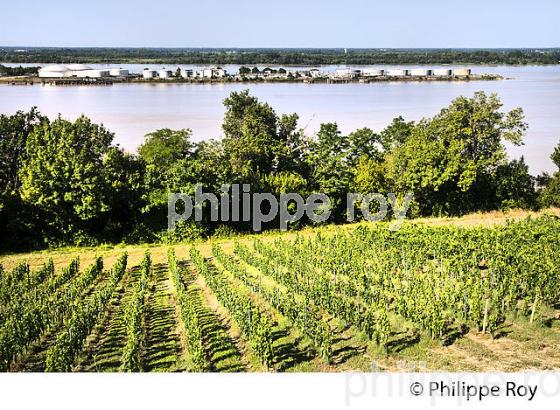 VIGNOBLE  COTES DE BOURG, BES D' AMBES, CORNICHE DE GIRONDE, ESTUAIRE DE LA GIRONDE, BAYON, (33F37006.jpg)