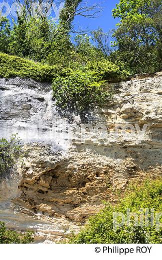 FALAISE CALCAIRE, CORNICHE DE GIRONDE, ESTUAIRE DE LA GIRONDE, BAYON, GIRONDE. (33F37015.jpg)