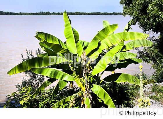 JARDIN PARTICULIER,  CORNICHE DE GIRONDE, ESTUAIRE DE LA GIRONDE, BAYON, GIRONDE. (33F37017.jpg)