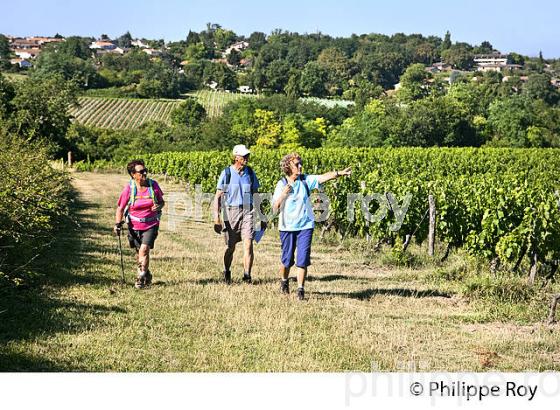 RANDONNEE PEDESTRE, BOUCLE DE LANGOIRAN, VIGNOBLE DE CADILLAC COTES DE BORDEAUX, GIRONDE. (33F37133.jpg)