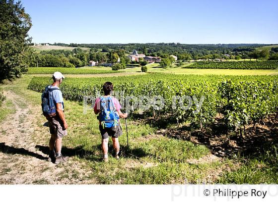 RANDONNEE PEDESTRE, BOUCLE DE LANGOIRAN, VIGNOBLE DE CADILLAC COTES DE BORDEAUX, GIRONDE. (33F37135.jpg)