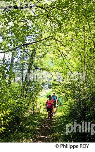 RANDONNEE PEDESTRE, BOUCLE DE LANGOIRAN, VIGNOBLE DE CADILLAC COTES DE BORDEAUX, GIRONDE. (33F37209.jpg)