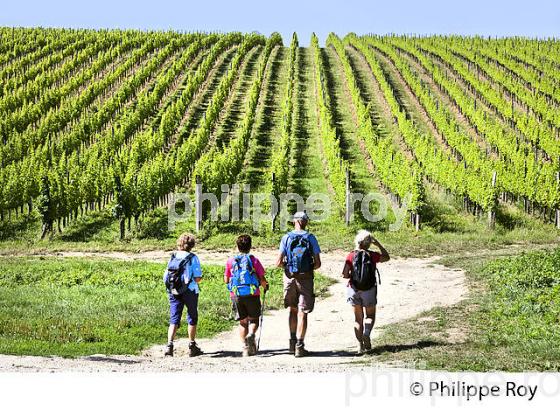 RANDONNEE PEDESTRE, BOUCLE DE LANGOIRAN, VIGNOBLE DE CADILLAC COTES DE BORDEAUX, GIRONDE. (33F37215.jpg)