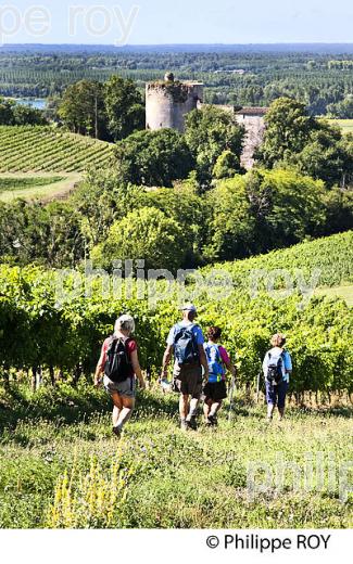 RANDONNEE PEDESTRE, BOUCLE DE LANGOIRAN, VIGNOBLE DE CADILLAC COTES DE BORDEAUX, GIRONDE. (33F37217.jpg)