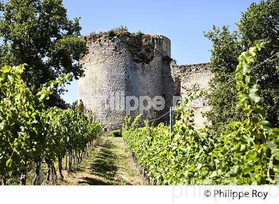 RANDONNEE PEDESTRE, BOUCLE DE LANGOIRAN, VIGNOBLE DE CADILLAC COTES DE BORDEAUX, GIRONDE. (33F37221.jpg)