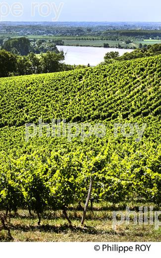 RANDONNEE PEDESTRE, BOUCLE DE LANGOIRAN, VIGNOBLE DE CADILLAC COTES DE BORDEAUX, GIRONDE. (33F37315.jpg)