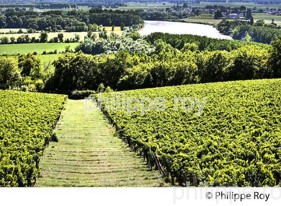 RANDONNEE PEDESTRE, BOUCLE DE LANGOIRAN, VIGNOBLE DE CADILLAC COTES DE BORDEAUX, GIRONDE. (33F37316.jpg)