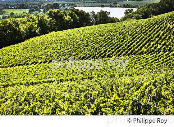 RANDONNEE PEDESTRE, BOUCLE DE LANGOIRAN, VIGNOBLE DE CADILLAC COTES DE BORDEAUX, GIRONDE. (33F37319.jpg)