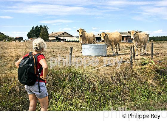 TOURISME RURAL ET ELEVAGE BOVIN, COMMUNE DE LOUPIAC DE LA REOLE ,  VALLEE DE LA GARONNE, REOLAIS, SUD  GIRONDE. (33F37416.jpg)