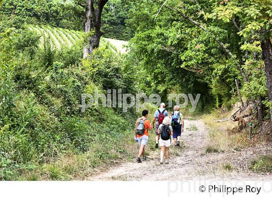 RANDONNEE PEDESTRE, CHEMIN DE SAINT JACQUES? COMMUNE  DE PALLEGRUE, ENTRE DEUX MERS,  GIRONDE. (33F37720.jpg)