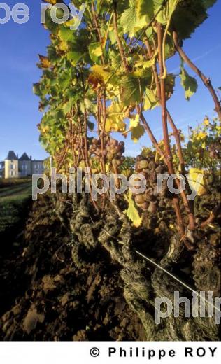 Chteau viticole (33V03705.jpg)