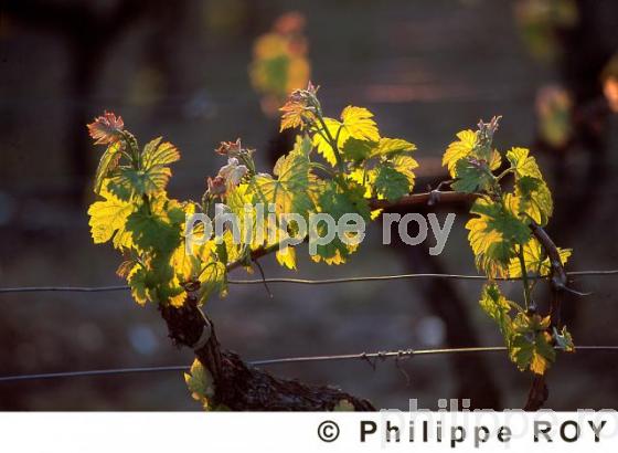 Cycle vgtatif de la vigne (33V04429.jpg)
