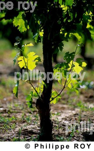 Cycle vgtatif de la vigne (33V04431.jpg)