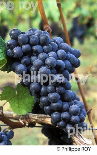 GRAPPE DE RAISIN , CEPAGE CABERNET FRANC. (33V04913.jpg)