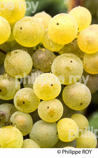 GRAPPE DE RAISIN , CEPAGE UGNI-BLANC. (33V05122.jpg)