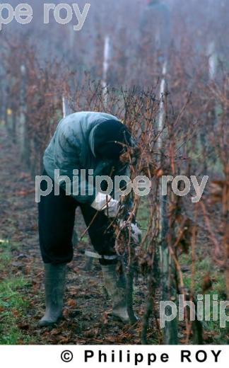 Travail de la vigne (33V05318.jpg)