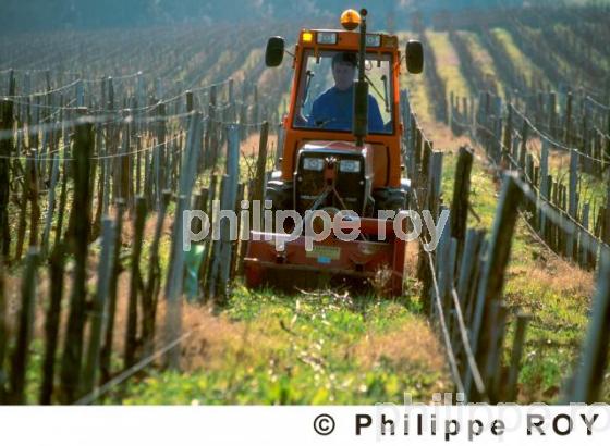 Travail de la vigne (33V05406.jpg)