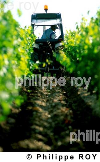 Travail de la vigne (33V05517.jpg)