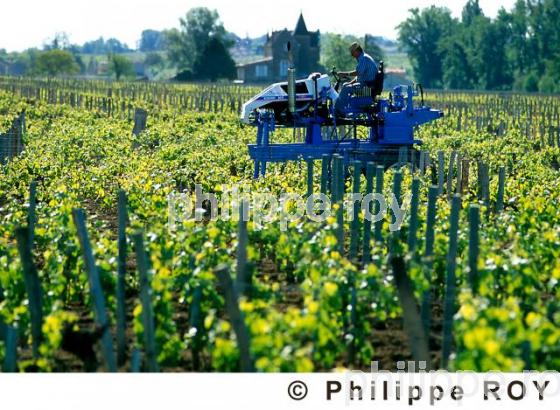 Travail de la vigne (33V05525.jpg)