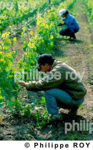 Travail de la vigne (33V05539.jpg)