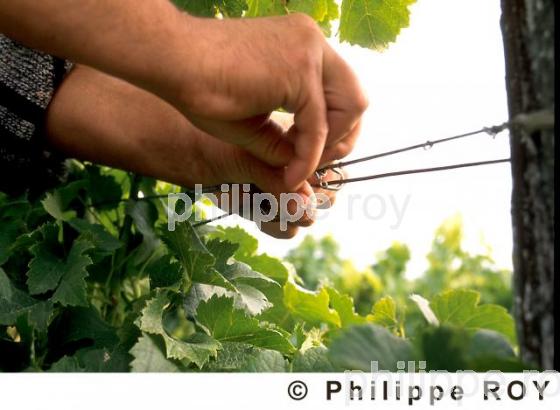 Travail de la vigne (33V05603.jpg)