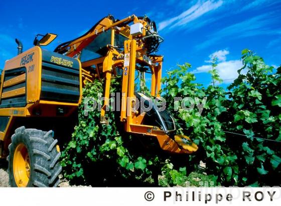 Travail de la vigne (33V05609.jpg)