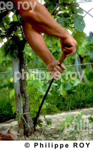 Travail de la vigne (33V05614.jpg)