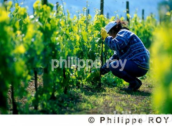 Travail de la vigne (33V05618.jpg)