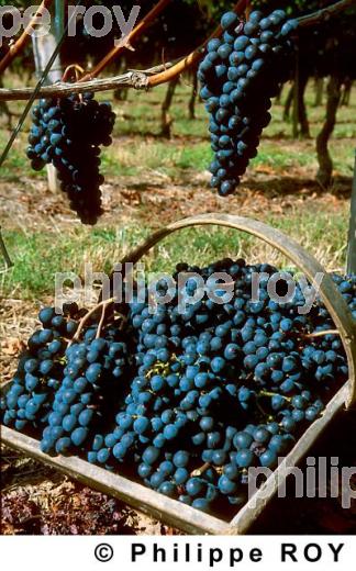 Les vendanges (33V05801.jpg)