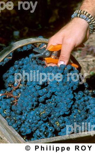 Les vendanges (33V05804.jpg)