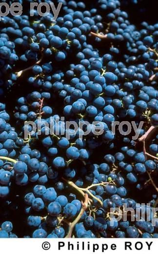 Les vendanges (33V05830.jpg)