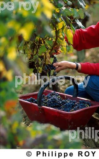 Les vendanges (33V05934.jpg)