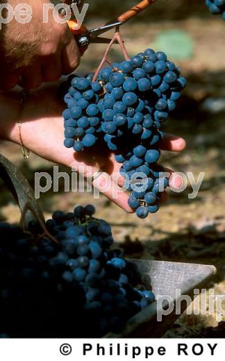 Les vendanges (33V05940.jpg)