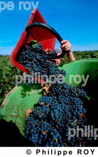 Les vendanges (33V06107.jpg)