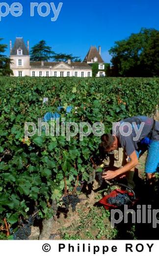 Les vendanges (33V06109.jpg)