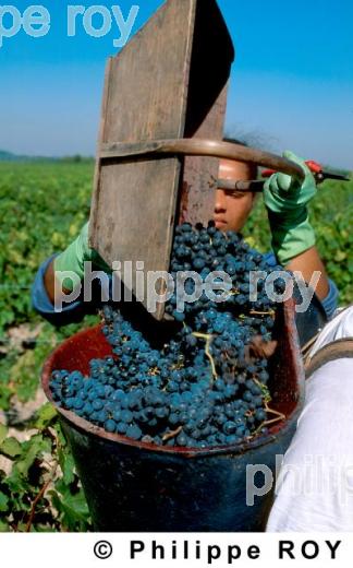 Les vendanges (33V06124.jpg)