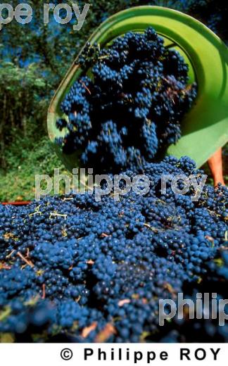 Les vendanges (33V06140.jpg)