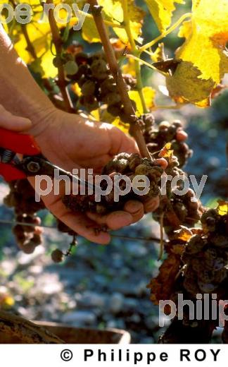 Les vendanges (33V06226.jpg)