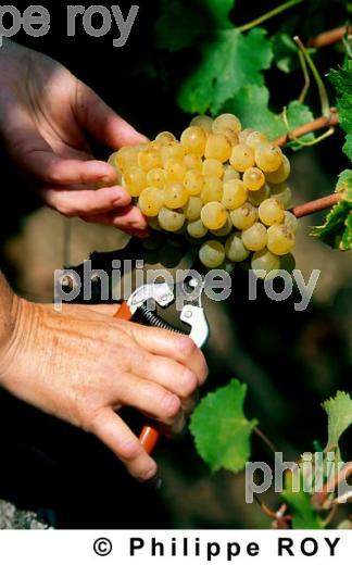 Les vendanges (33V06235.jpg)