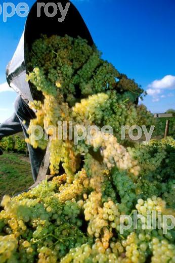 Les vendanges (33V06238 .jpg)