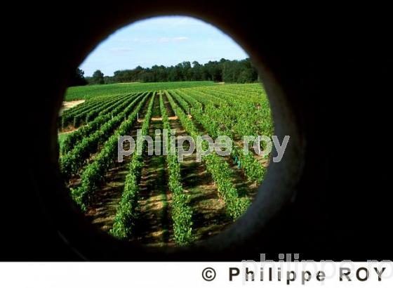 Paysage viticole (33V06440.jpg)