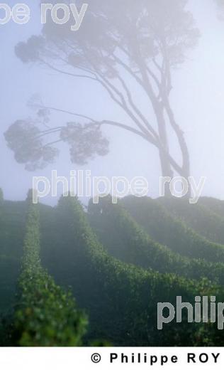Paysage viticole (33V06620.jpg)