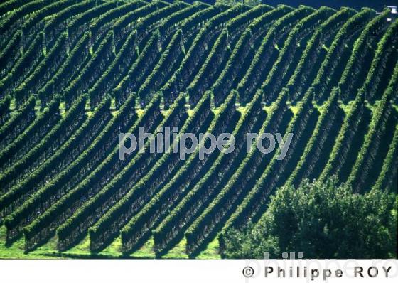 Paysage viticole (33V06724.jpg)