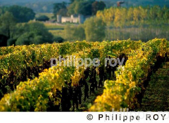 Paysage viticole (33V06806.jpg)