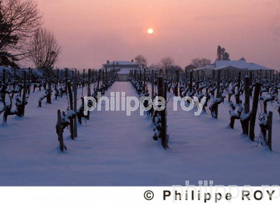 Paysage viticole (33V06934.jpg)