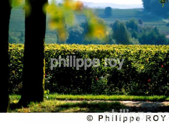 Vignoble Bordelais (33V07015.jpg)