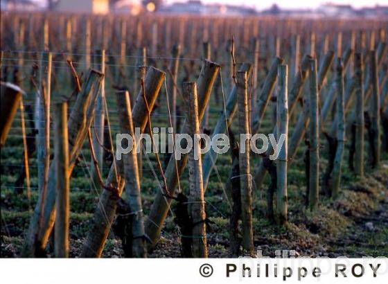 Vignoble Bordelais (33V07032.jpg)