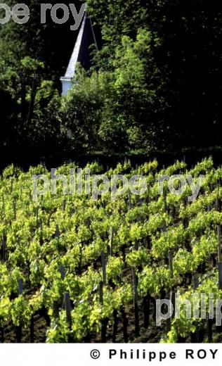 Tourisme viticole (33V07402.jpg)